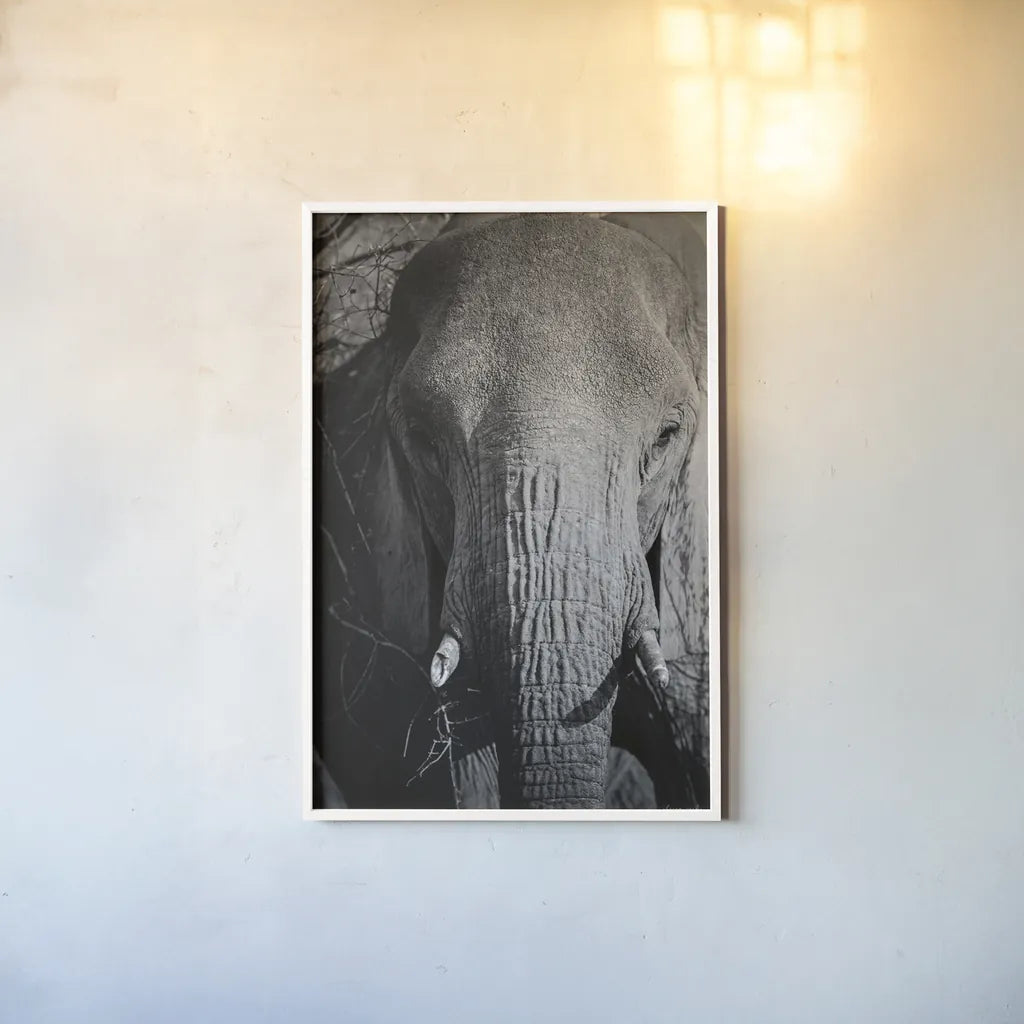 Close Up Elephant by Sharon Vardy. shown as a paper print in a white frame. Available as a archival giclee rolled canvas, fine art paper, or poster print. SKU 92672h.