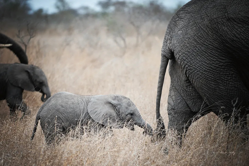 Ellie Chain by Sharon Vardy. SKU 91957i. Archival Giclee Fine art print for wall decor.