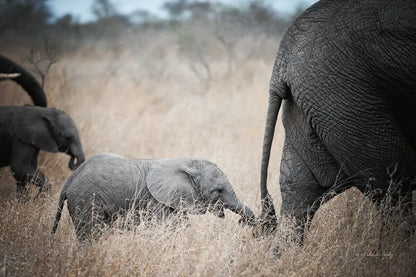 Ellie Chain by Sharon Vardy. SKU 91957i. Archival Giclee Fine art print for wall decor.