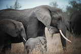 Ellie Family by Sharon Vardy. SKU 92671i. Archival Giclee Fine art print for wall decor.