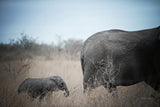 Ellie Mom and Baby by Sharon Vardy. SKU 91982i. Archival Giclee Fine art print for wall decor.