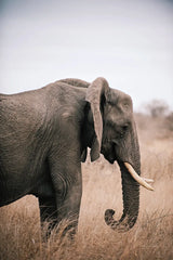 Ellie Side Profile by Sharon Vardy. SKU 92222h. Archival Giclee Fine art print for wall decor.