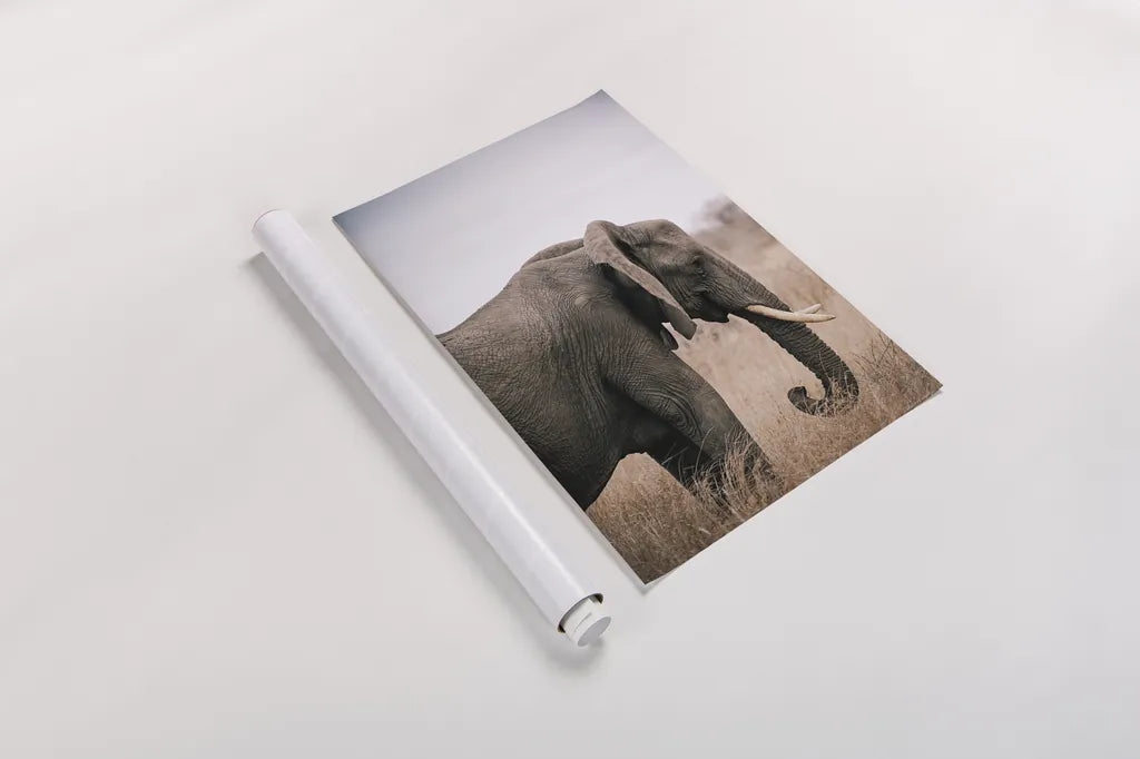 Ellie Side Profile by Sharon Vardy. shown as a rolled paper print. Available as archival giclee rolled canvas, fine art paper, or poster print. SKU 92222h.