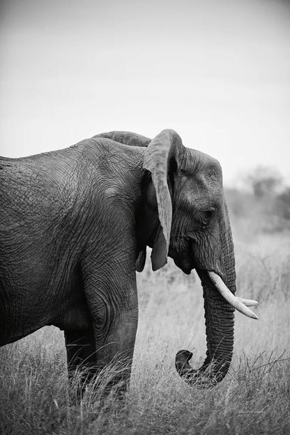 Ellie Side Profile BW by Sharon Vardy. SKU 92223h. Archival Giclee Fine art print for wall decor.