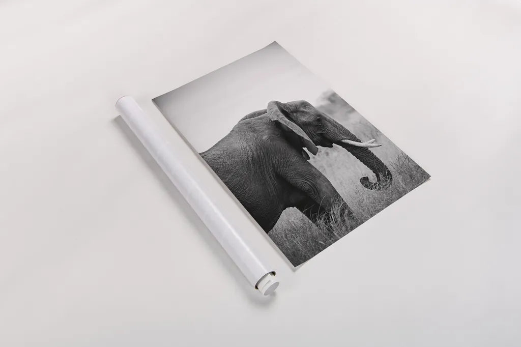 Ellie Side Profile BW by Sharon Vardy. shown as a rolled paper print. Available as archival giclee rolled canvas, fine art paper, or poster print. SKU 92223h.