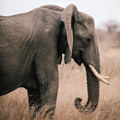 Ellie Side Profile Square by Sharon Vardy. SKU 99933a. Archival Giclee Fine art print for wall decor.