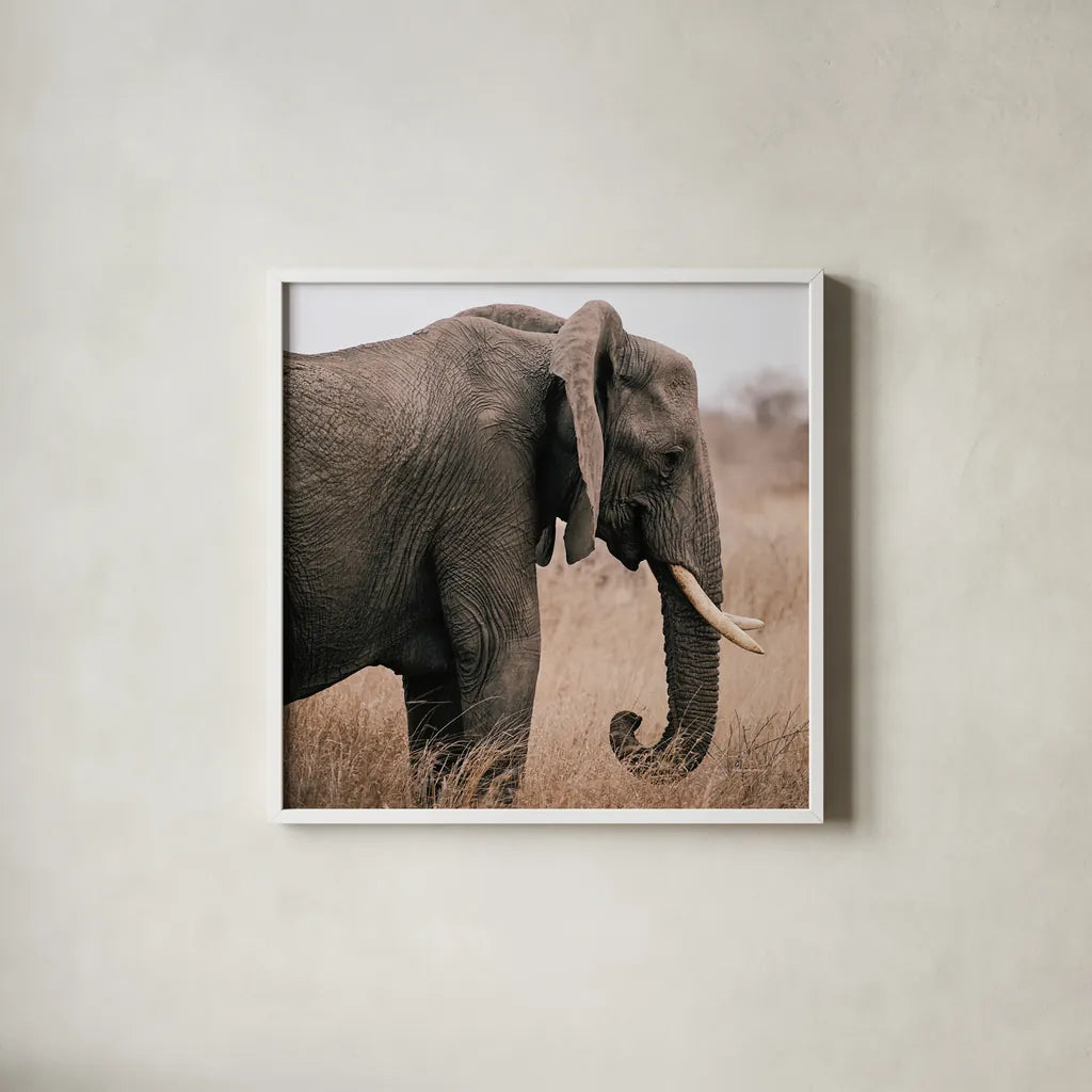 Ellie Side Profile Square by Sharon Vardy. Shown in a crisp white glass frame for a clean and minimalist style. Available as an archival giclee rolled canvas, fine art paper, or poster print. SKU 99933a.
