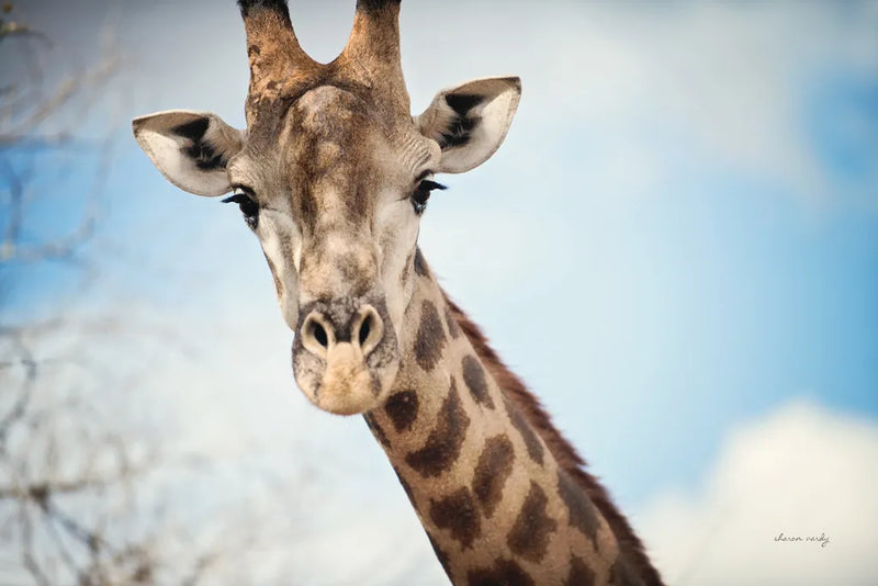 Giraffe Portrait I by Sharon Vardy. SKU 91959i. Archival Giclee Fine art print for wall decor.
