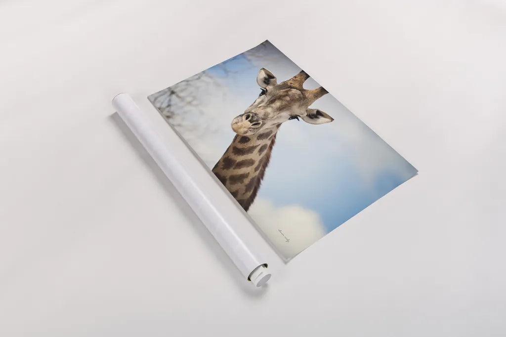 Giraffe Portrait I by Sharon Vardy. shown as a rolled paper print. Available as archival giclee rolled canvas, fine art paper, or poster print. SKU 91959i.