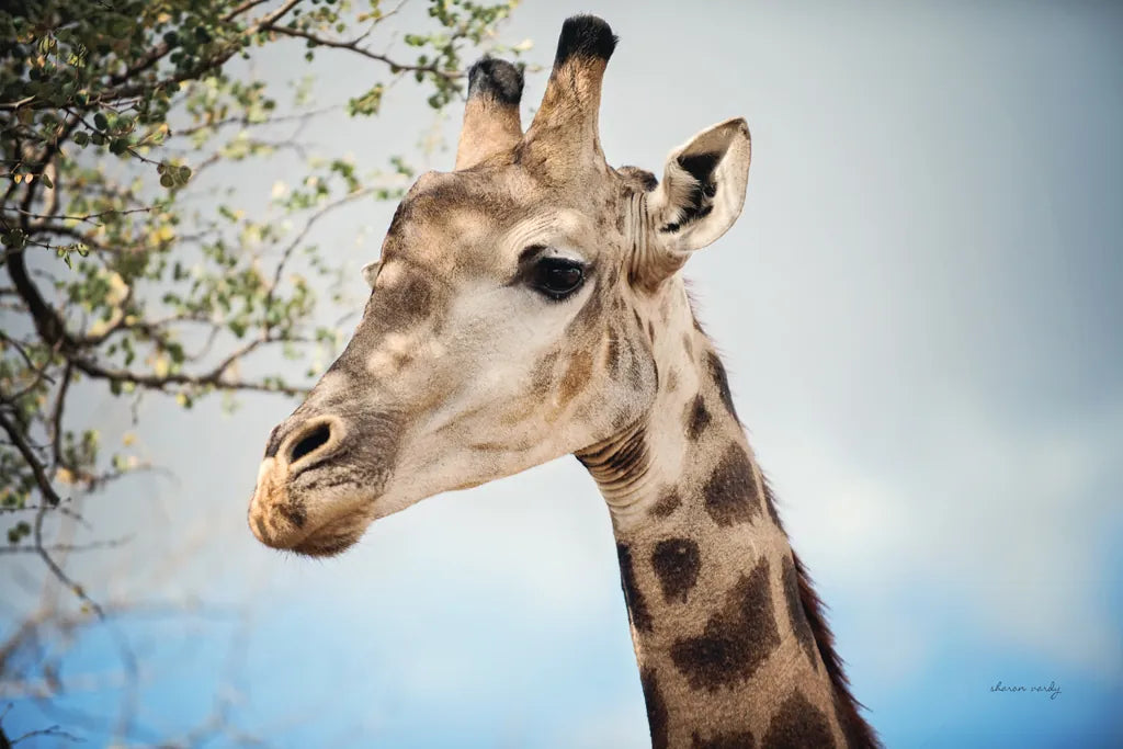 Giraffe Portrait II by Sharon Vardy. SKU 91960i. Archival Giclee Fine art print for wall decor.