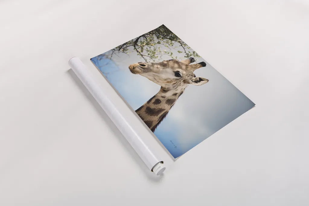 Giraffe Portrait II by Sharon Vardy. shown as a rolled paper print. Available as archival giclee rolled canvas, fine art paper, or poster print. SKU 91960i.