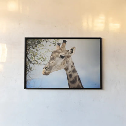 Giraffe Portrait II by Sharon Vardy. shown as a paper print in a black flame. Available as a archival giclee rolled canvas, fine art paper, or poster print. SKU 91960i.
