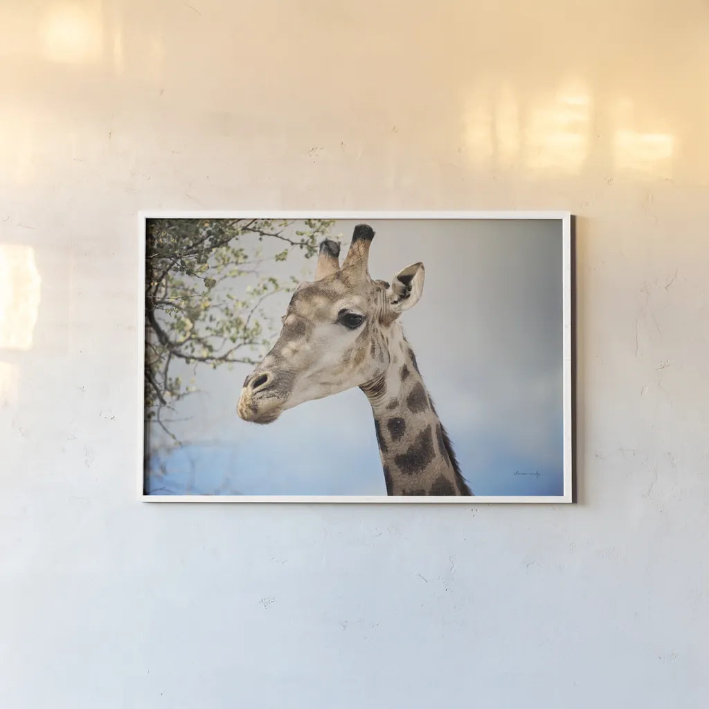 Giraffe Portrait II by Sharon Vardy. shown as a paper print in a white frame. Available as a archival giclee rolled canvas, fine art paper, or poster print. SKU 91960i.