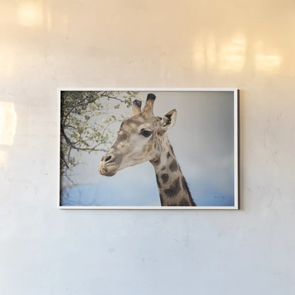 Giraffe Portrait II by Sharon Vardy. shown as a paper print in a white frame. Available as a archival giclee rolled canvas, fine art paper, or poster print. SKU 91960i.