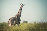 Giraffe and Baby by Sharon Vardy. SKU 93122i. Archival Giclee Fine art print for wall decor.