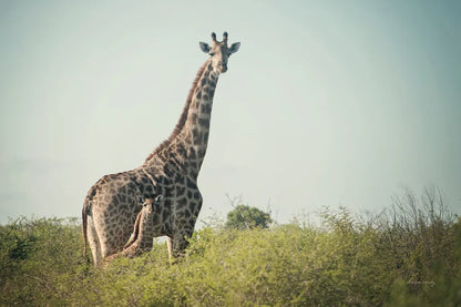 Giraffe and Baby by Sharon Vardy. SKU 93122i. Archival Giclee Fine art print for wall decor.