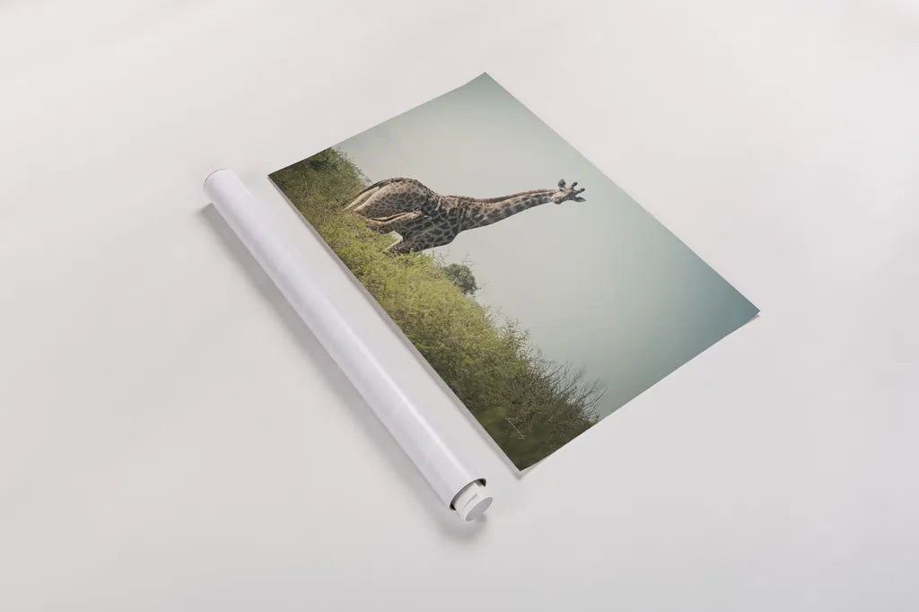 Giraffe and Baby by Sharon Vardy. shown as a rolled paper print. Available as archival giclee rolled canvas, fine art paper, or poster print. SKU 93122i.