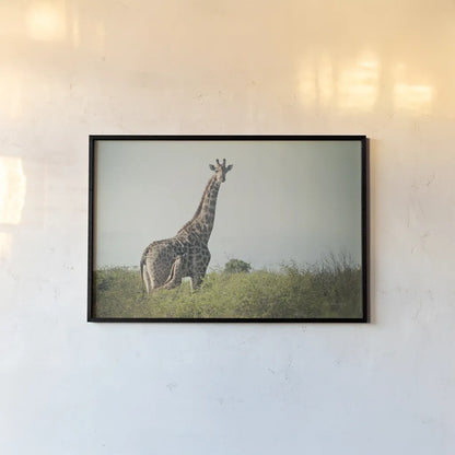 Giraffe and Baby by Sharon Vardy. shown as a paper print in a black flame. Available as a archival giclee rolled canvas, fine art paper, or poster print. SKU 93122i.