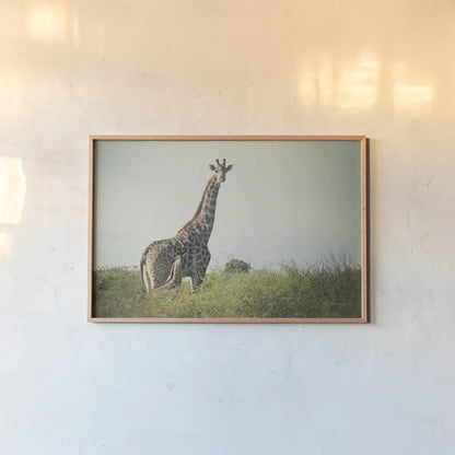 Giraffe and Baby by Sharon Vardy. shown as a paper print in a natural frame. Available as a archival giclee rolled canvas, fine art paper, or poster print. SKU 93122i.