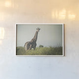 Giraffe and Baby by Sharon Vardy. shown as a paper print in a white frame. Available as a archival giclee rolled canvas, fine art paper, or poster print. SKU 93122i.