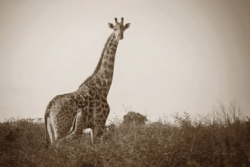 Giraffe and Baby Sepia by Sharon Vardy. SKU 93123i. Archival Giclee Fine art print for wall decor.
