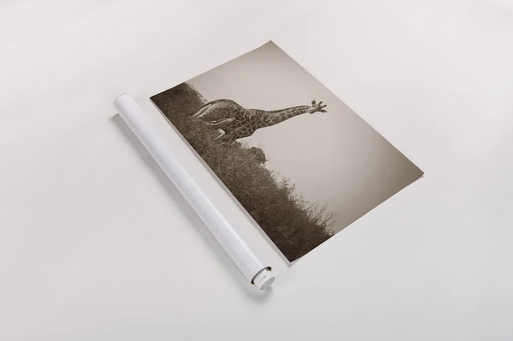 Giraffe and Baby Sepia by Sharon Vardy. shown as a rolled paper print. Available as archival giclee rolled canvas, fine art paper, or poster print. SKU 93123i.