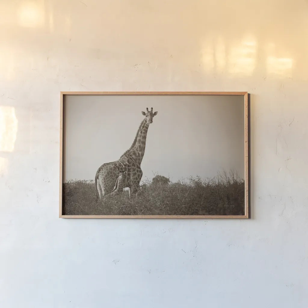 Giraffe and Baby Sepia by Sharon Vardy. shown as a paper print in a natural frame. Available as a archival giclee rolled canvas, fine art paper, or poster print. SKU 93123i.