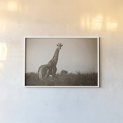 Giraffe and Baby Sepia by Sharon Vardy. shown as a paper print in a white frame. Available as a archival giclee rolled canvas, fine art paper, or poster print. SKU 93123i.