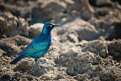 Glossy Starling by Sharon Vardy. SKU 92673i. Archival Giclee Fine art print for wall decor.
