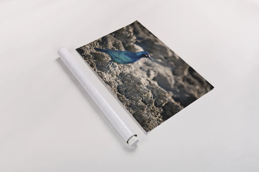 Glossy Starling by Sharon Vardy. shown as a rolled paper print. Available as archival giclee rolled canvas, fine art paper, or poster print. SKU 92673i.