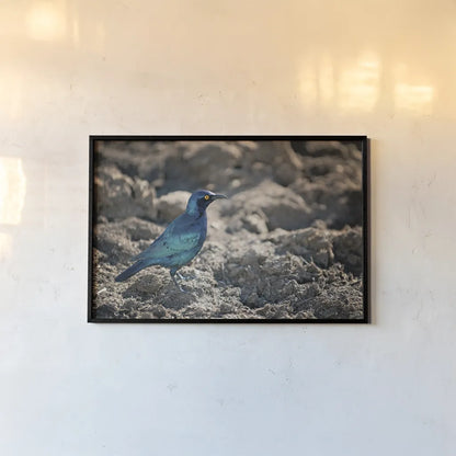 Glossy Starling by Sharon Vardy. shown as a paper print in a black flame. Available as a archival giclee rolled canvas, fine art paper, or poster print. SKU 92673i.