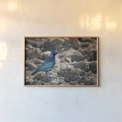 Glossy Starling by Sharon Vardy. shown as a paper print in a natural frame. Available as a archival giclee rolled canvas, fine art paper, or poster print. SKU 92673i.