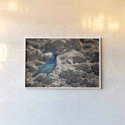 Glossy Starling by Sharon Vardy. shown as a paper print in a white frame. Available as a archival giclee rolled canvas, fine art paper, or poster print. SKU 92673i.