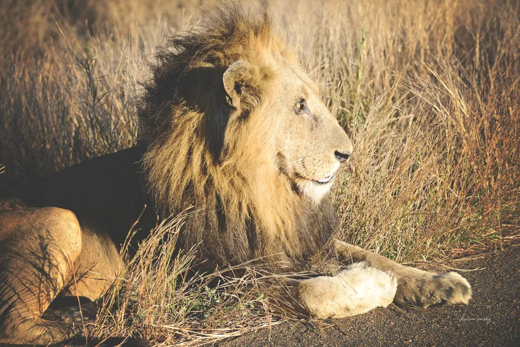 Golden Old Lion by Sharon Vardy. SKU 92666i. Archival Giclee Fine art print for wall decor.