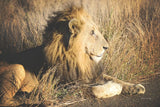 Golden Old Lion by Sharon Vardy. SKU 92666i. Archival Giclee Fine art print for wall decor.