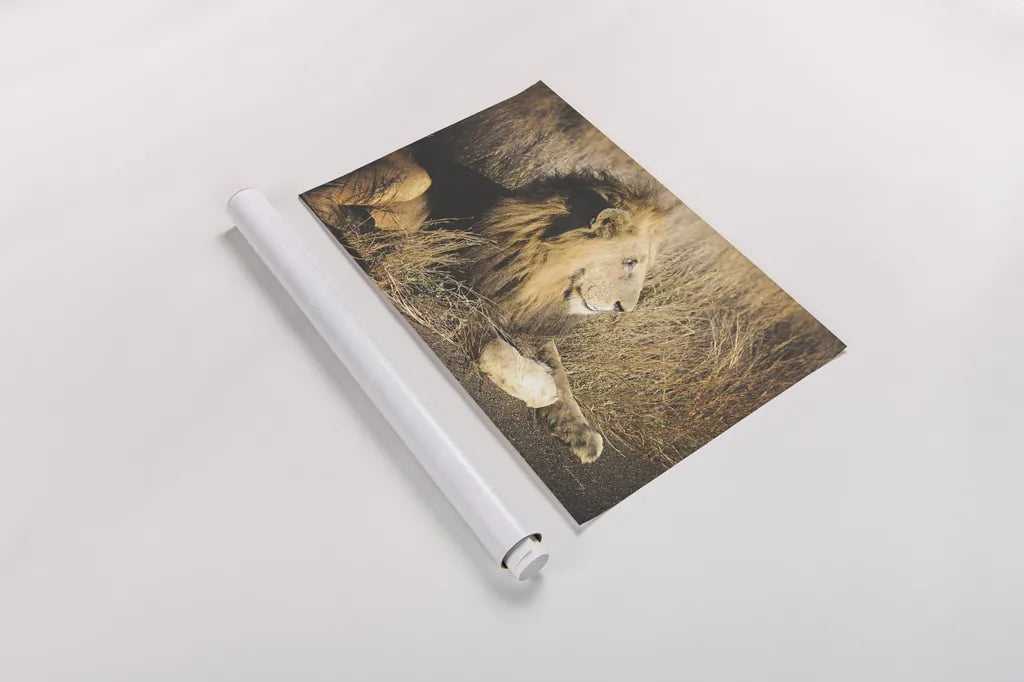 Golden Old Lion by Sharon Vardy. shown as a rolled paper print. Available as archival giclee rolled canvas, fine art paper, or poster print. SKU 92666i.