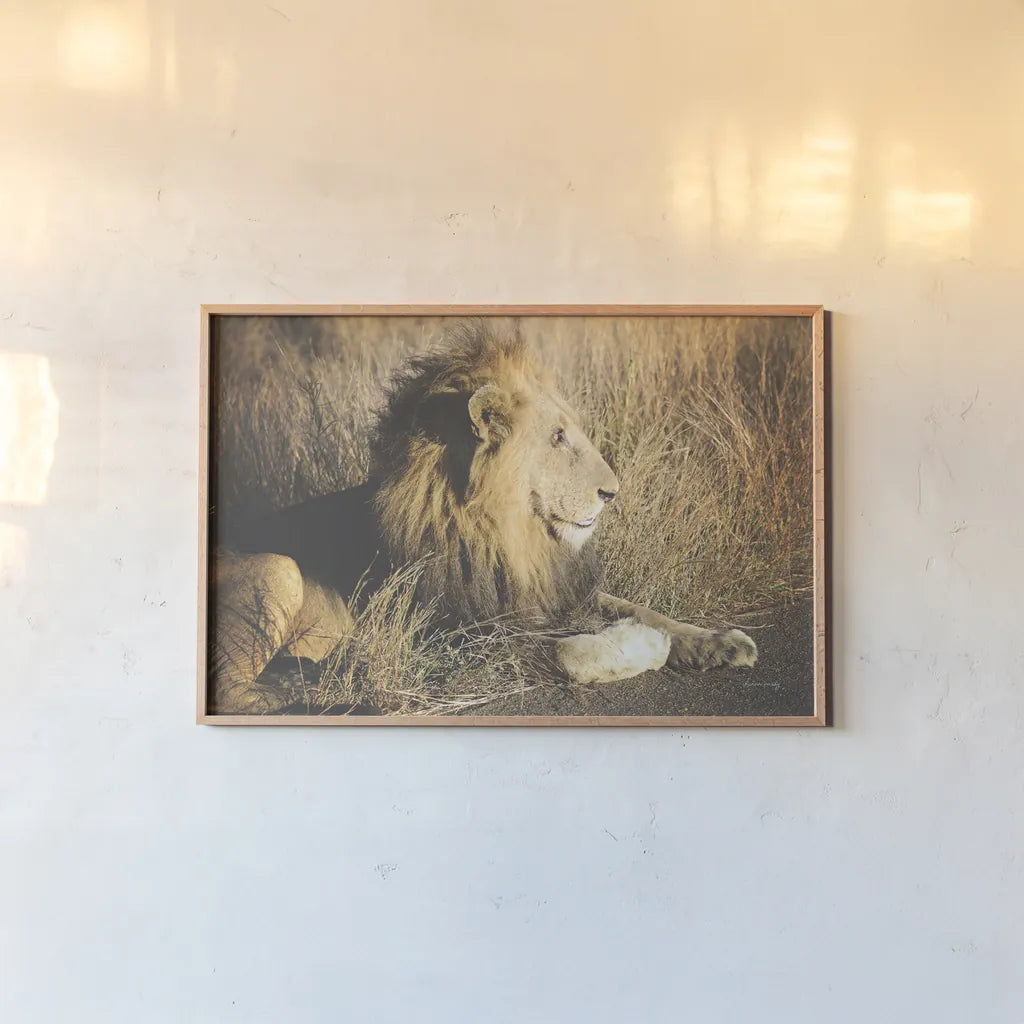 Golden Old Lion by Sharon Vardy. shown as a paper print in a natural frame. Available as a archival giclee rolled canvas, fine art paper, or poster print. SKU 92666i.