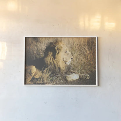 Golden Old Lion by Sharon Vardy. shown as a paper print in a white frame. Available as a archival giclee rolled canvas, fine art paper, or poster print. SKU 92666i.