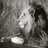Golden Old Lion Square BW by Sharon Vardy. SKU 99887a. Archival Giclee Fine art print for wall decor.