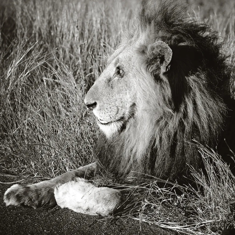 Golden Old Lion Square BW by Sharon Vardy. SKU 99887a. Archival Giclee Fine art print for wall decor.