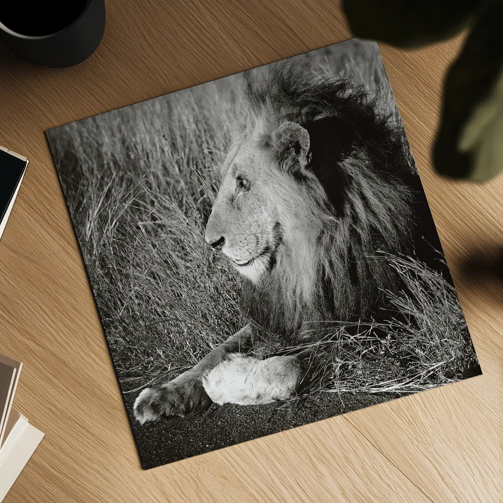 Golden Old Lion Square BW by Sharon Vardy. Shown as a detailed flat fine art print, highlighting archival giclee quality. Available as an archival giclee rolled canvas, fine art paper, or poster print. SKU 99887a.