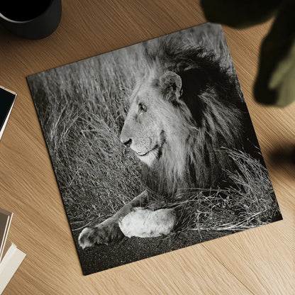 Golden Old Lion Square BW by Sharon Vardy. Shown as a detailed flat fine art print, highlighting archival giclee quality. Available as an archival giclee rolled canvas, fine art paper, or poster print. SKU 99887a.