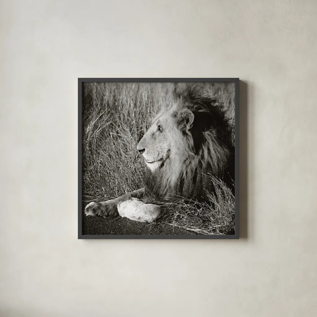 Golden Old Lion Square BW by Sharon Vardy. Shown in a sleek black glass frame for a contemporary gallery look. Available as an archival giclee rolled canvas, fine art paper, or poster print. SKU 99887a.