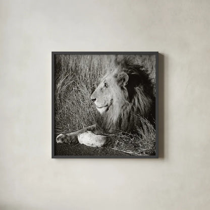 Golden Old Lion Square BW by Sharon Vardy. Shown in a sleek black glass frame for a contemporary gallery look. Available as an archival giclee rolled canvas, fine art paper, or poster print. SKU 99887a.