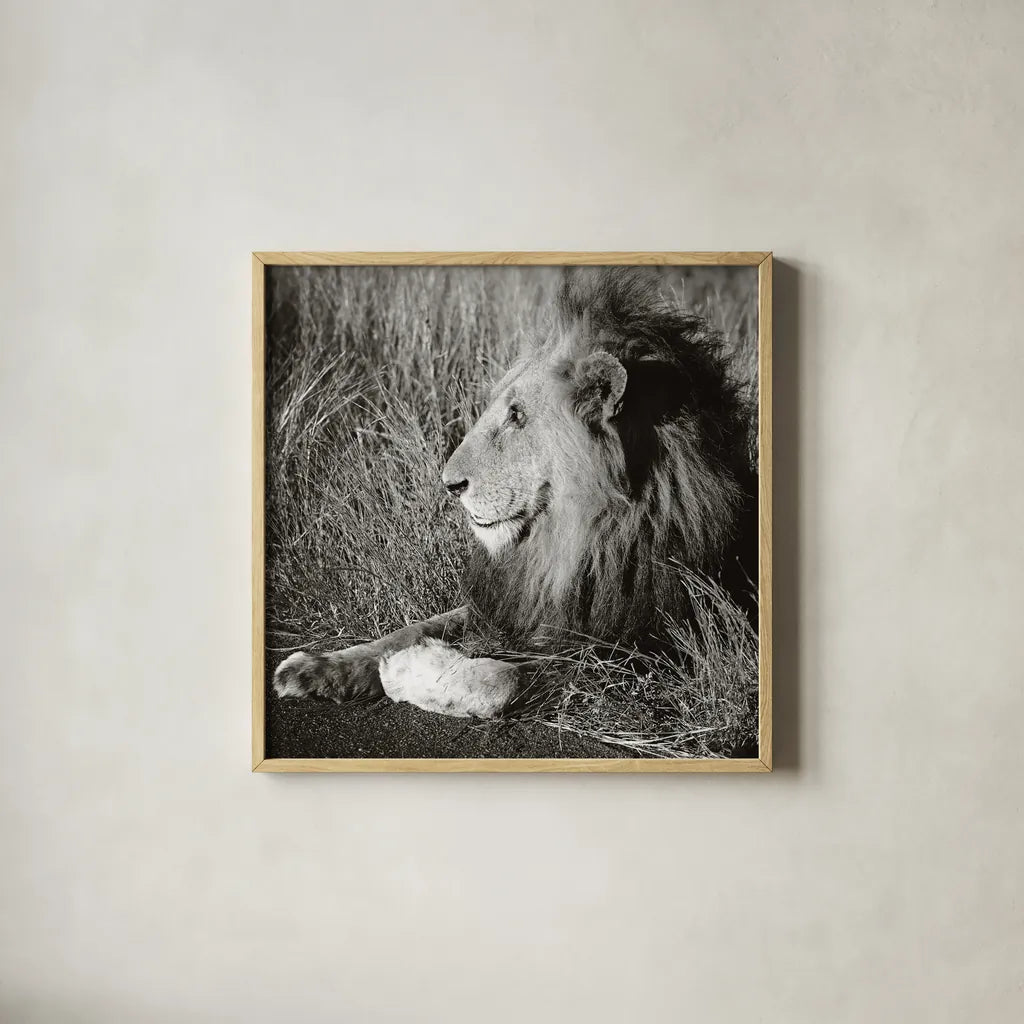 Golden Old Lion Square BW by Sharon Vardy. Shown in a natural wood glass frame for a timeless modern aesthetic. Available as an archival giclee rolled canvas, fine art paper, or poster print. SKU 99887a.