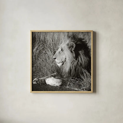 Golden Old Lion Square BW by Sharon Vardy. Shown in a natural wood glass frame for a timeless modern aesthetic. Available as an archival giclee rolled canvas, fine art paper, or poster print. SKU 99887a.