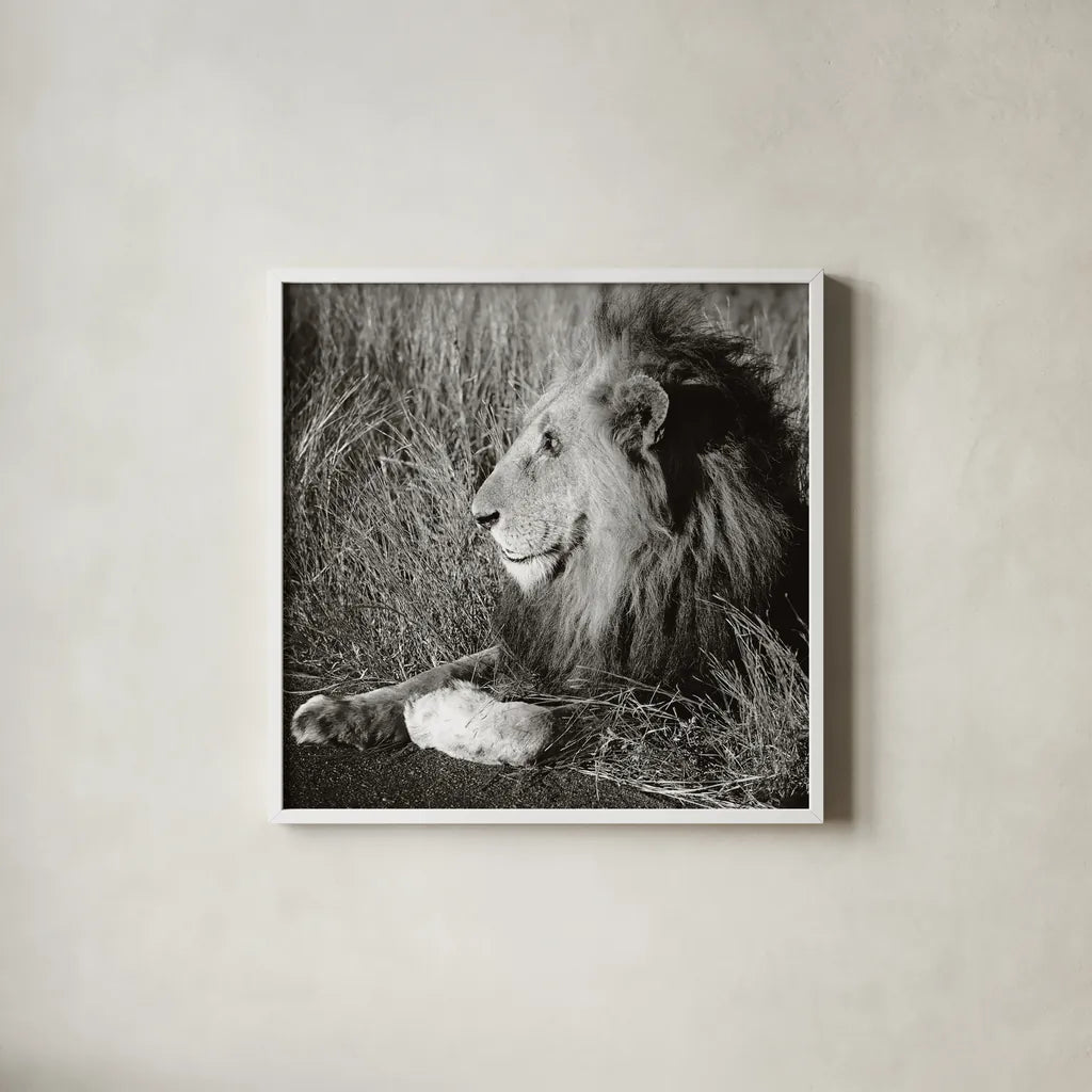 Golden Old Lion Square BW by Sharon Vardy. Shown in a crisp white glass frame for a clean and minimalist style. Available as an archival giclee rolled canvas, fine art paper, or poster print. SKU 99887a.