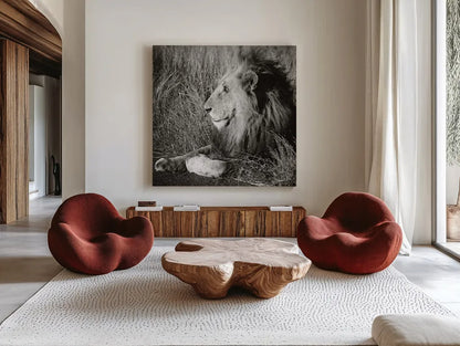 Golden Old Lion Square BW by Sharon Vardy. Shown as extra-large giant wall art in a modern living room. Available as an archival giclee rolled canvas, fine art paper, or poster print. SKU 99887a.