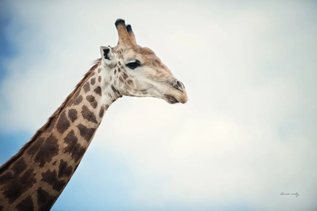 Head in the Clouds by Sharon Vardy. SKU 92662i. Archival Giclee Fine art print for wall decor.