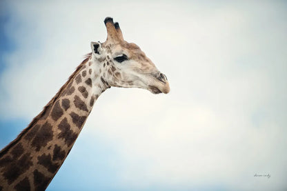 Head in the Clouds by Sharon Vardy. SKU 92662i. Archival Giclee Fine art print for wall decor.